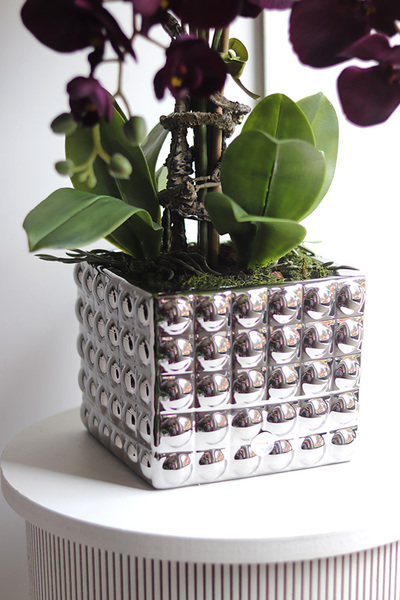 BakłażaNowy, fioletowy storczyk w srebrnej donicy, wys.62cm