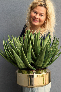 Krefia Mesta, zielona kompozycja w złotej donicy, wys.41cm