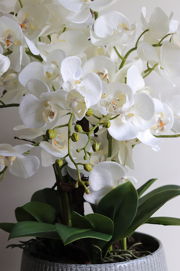 Ferelita Mineni, stylowy storczyk w doniczce ze wzorem