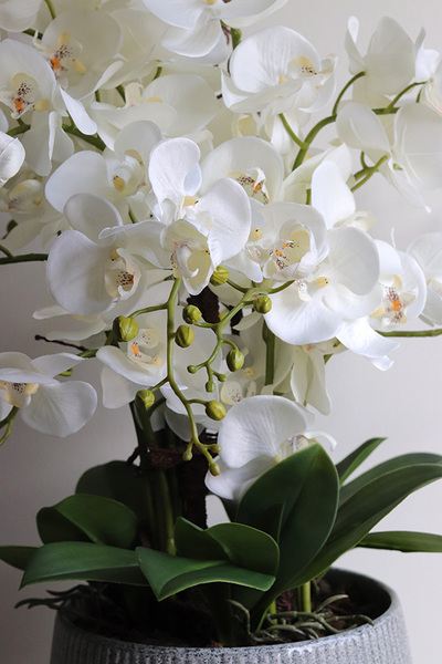 Ferelita Mineni, stylowy storczyk w doniczce ze wzorem