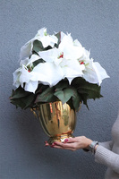 Gwiazda Betlejemska Cooler Gold, wysokiej jakości sztuczna roślina	