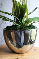  sztuczny storczyk Cinderella Mirror w srebrnej donicy, wys.63cm