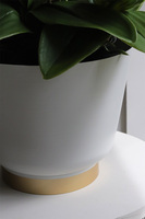 Hellada, storczyk cymbydium w doniczce