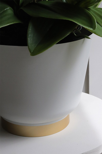 Hellada, storczyk cymbydium w doniczce