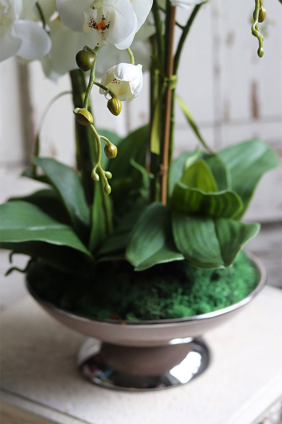 Caribe, elegancki storczyk w beżowym pucharze, wys.50cm 