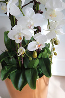 Golderia Copper Side 2, elegancki storczyk podłogowy w miedzianej donicy, wys.130cm 