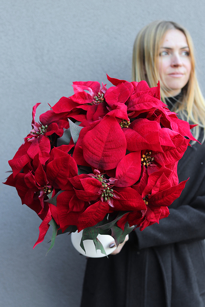 Poinsecja White, sztuczna roślina w pucharze
