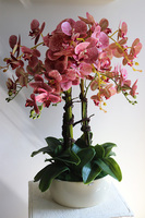 Klesitra Granada, gumowy storczyk w kremowej misie klienta, wys.71cm 