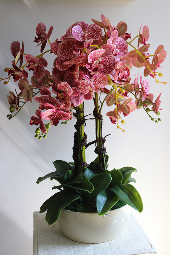 Klesitra Granada, gumowy storczyk w kremowej misie klienta, wys.71cm 