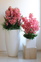 Cymbydium Pink Fiberglass, gumowy storczyk w donicy