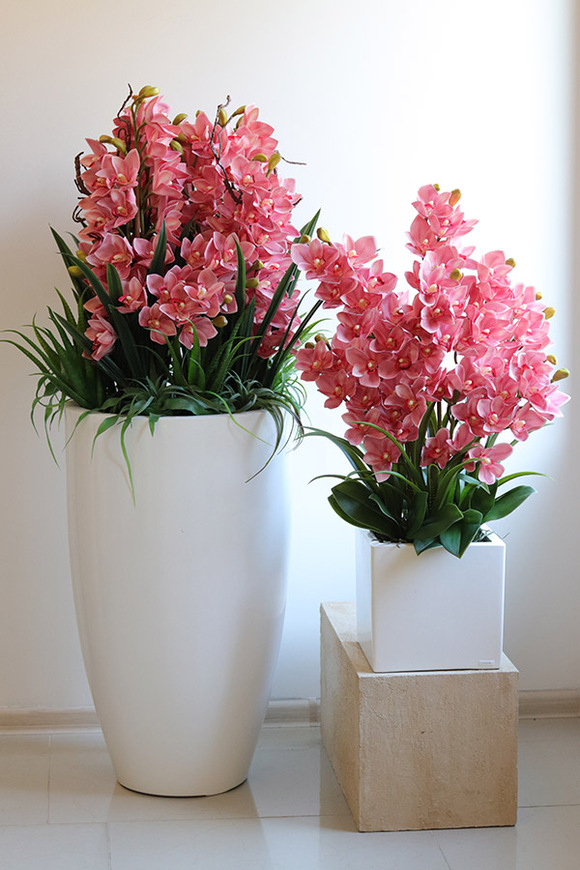 Cymbydium Pink Fiberglass, gumowy storczyk w donicy