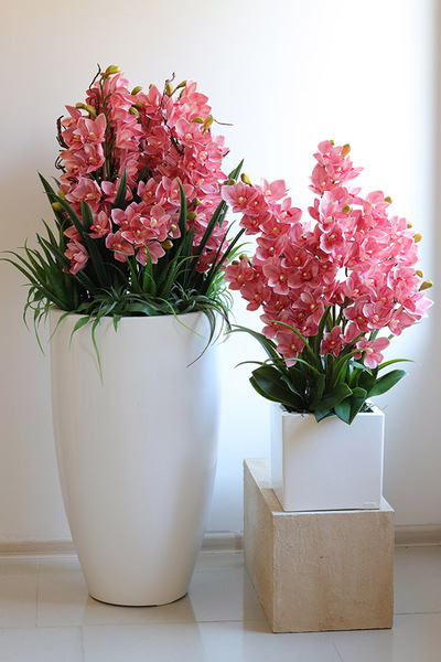 Cymbydium Pink Fiberglass, gumowy storczyk w donicy