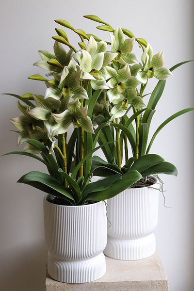 Harlow Eclipse, gumowy storczyk w donicy