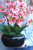 Piano Pink Glamour, gumowy storczyk w doniczce