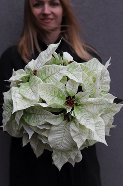 Gwiazda Betlejemska Honey, wysokiej jakości sztuczna roślina, wys.38cm