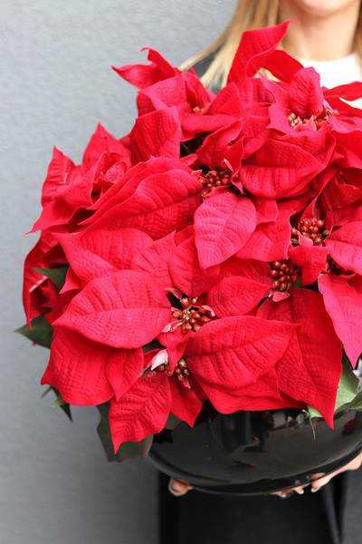 Gwiazda Betlejemska Classy, wysokiej jakości sztuczna roślina