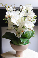 Beige Orchid, storczyk w ceramicznym pucharze