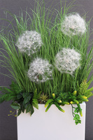 Fiberglass Marco Fretera, sztuczne trawy w białej donicy