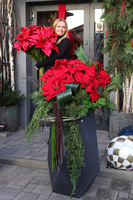 Gwiazda Betlejemska Hermitage, wysokiej jakości sztuczna roślina XL