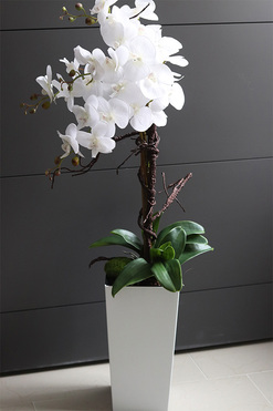 bardzo duży storczyk Emilie Grande w minimalistycznej donicy, wys.100cm