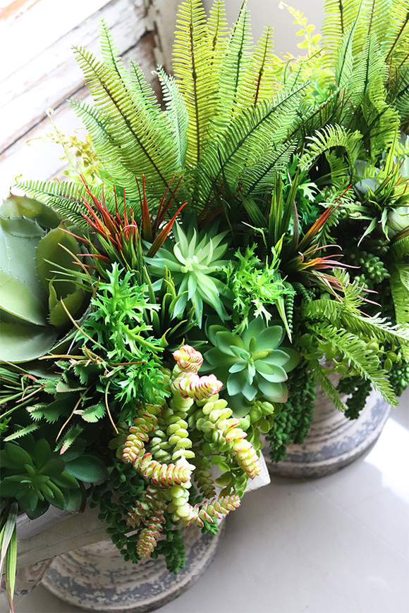 Grefsa, kompozycja sukulenty do Twojej donicy, rozpiętość 70cm