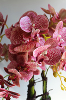 Klesitra Granada, gumowy storczyk w kremowej misie klienta, wys.71cm 