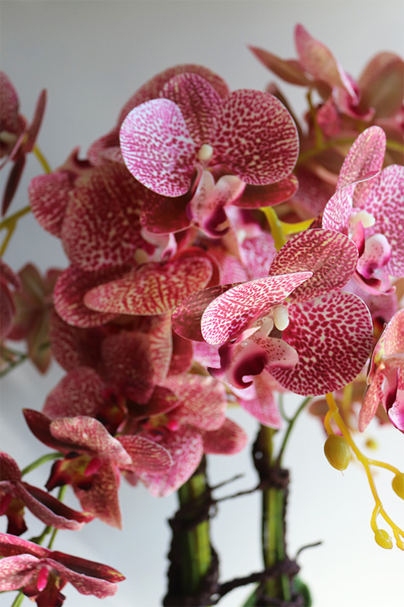 Klesitra Granada, gumowy storczyk w kremowej misie klienta, wys.71cm 