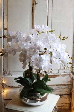 Silver Pompadour storczyk biały w lustrzanym naczyniu, wys.63cm 