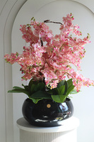 Black Orchid Japania, duży storczyk w czarnej donicy