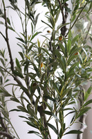 Oliwka Premium XXL, sztuczna roślina drzewko oliwne