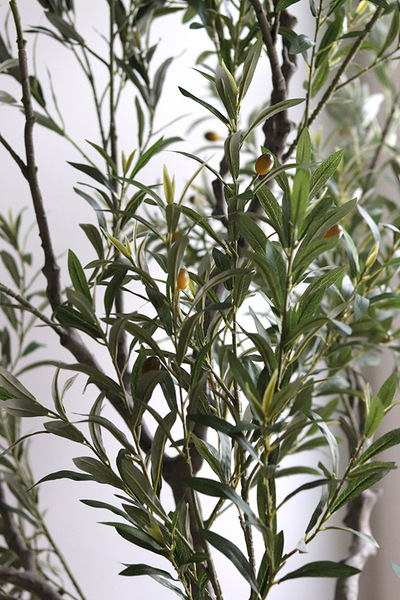 Oliwka Premium XXL, sztuczna roślina drzewko oliwne