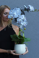 Navona, sztuczny o błękitnych kwiatostanach, wys.64cm