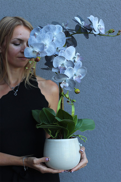 Navona, sztuczny o błękitnych kwiatostanach, wys.64cm