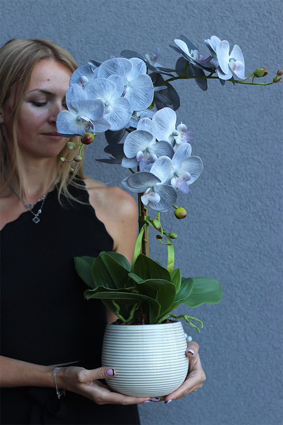 Navona, sztuczny o błękitnych kwiatostanach, wys.64cm