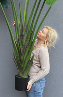 Bananowiec, sztuczne drzewko w osłonce donicy