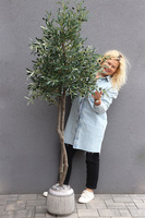 Drzewko Oliwne Hiltonka, sztuczna roślina w srebrnej donicy