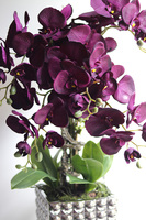 BakłażaNowy, fioletowy storczyk w srebrnej donicy, wys.62cm