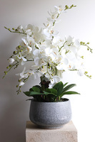 Ferelita Mineni, stylowy storczyk w doniczce ze wzorem