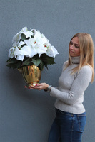 Gwiazda Betlejemska Cooler Gold, wysokiej jakości sztuczna roślina	