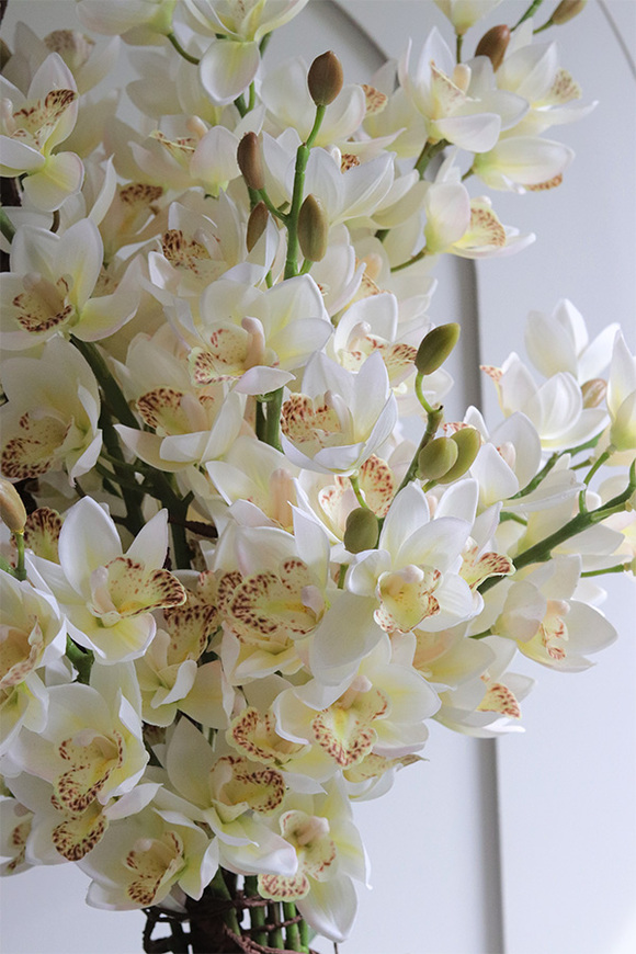 Hellada, storczyk cymbydium w doniczce