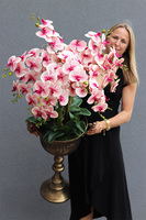 gumowy różowy storczyk w pucharze, Sabrina Goldia, wys.135cm