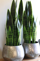 Sansewieria Sinra, roślina sztuczna w srebrnej donicy