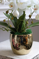 Gold Basics 2, storczyk w złotym naczyniu