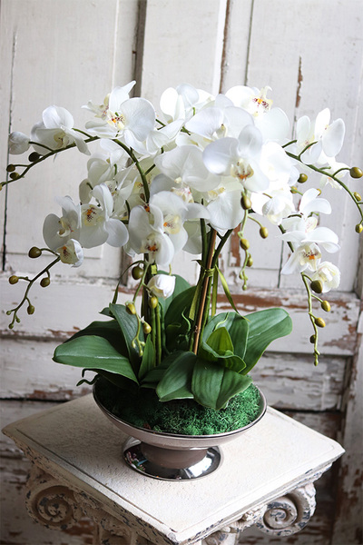 Caribe, elegancki storczyk w beżowym pucharze, wys.50cm 