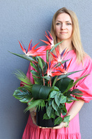 Moderni Figaro, kompozycja ze strelicją w donicy