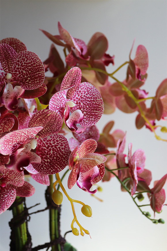 Klesitra Granada, gumowy storczyk w kremowej misie klienta, wys.71cm 