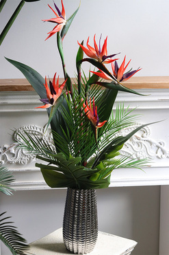 Strelicja Yfrena, kompozycja w wazonie, wys.102cm