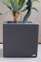 Agawa Fiberglass, roślina w metalowej donicy