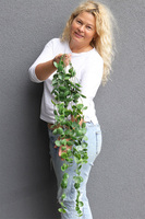 Zielona Ruberia, zielona roślina pnąca na piku