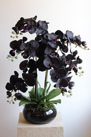 Negra Pianola, sztuczny czarny storczyk w osłonce